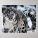 Pesquisar por prowl pôsteres pósteres Natureza