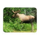Pesquisar por moose imas Animal