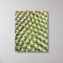 Pesquisar por cactos impressão de canvas Fotografia