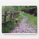 Pesquisar por filhote cachorro yorkshire terrier eletronicos Yorkies