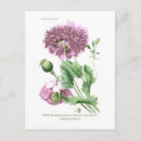 Pesquisar por poppy cartoes postais Floral