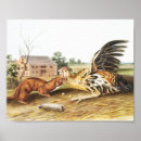 Pesquisar por weasel pôsteres pósteres Vida selvagem