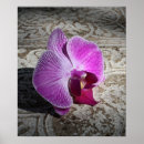 Pesquisar por orquídeas cor de rosa pôsteres pósteres Natureza