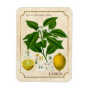 Pesquisar por lemon imas Cozinha