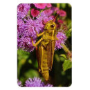 Pesquisar por lucky imas Animal