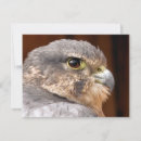 Pesquisar por falcon cartoes Aves