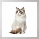 Pesquisar por ragdoll pósteres Olhos azuis