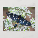 Pesquisar por asas cartoes postais Preto e branco