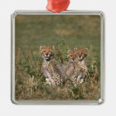 Pesquisar por masai ornamentos Natureza