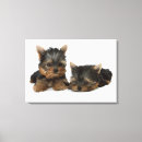 Pesquisar por yorkshire terrier impressão de canvas Cão