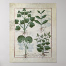 Pesquisar por plantas medicinais pôsteres pósteres Medicinal