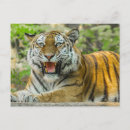 Pesquisar por gatos grandes cartoes postais Gato grande