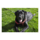 Pesquisar por cão preto de labrador fotos artes pósteres Qualquer pessoa