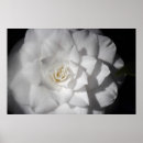 Pesquisar por camélias brancas artes pósteres Flores