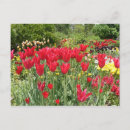 Pesquisar por tulipas vermelhas cartoes postais Plantas