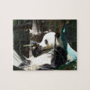 Pesquisar por do urso panda quebra cabecas Qualquer pessoa