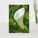 Pesquisar por calla lily flower cartoes postais Lírio