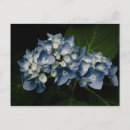 Pesquisar por hydrangea cartoes postais Verão