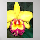 Pesquisar por orquídea cattleya pôsteres pósteres Flores
