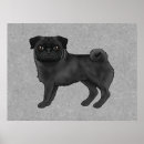 Pesquisar por pug preto pósteres Animal de estimação