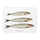 Pesquisar por sardinhas imas Comida