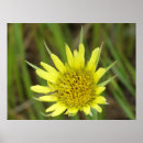 Pesquisar por barba pôsteres pósteres Qualquer pessoa