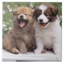 Pesquisar por filhotes de cachorro azulejos Imagem da cor