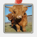 Pesquisar por cow ornamentos Gado