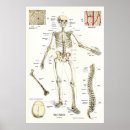 Pesquisar por anatomy pôsteres pósteres Anatomical