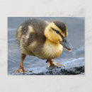 Pesquisar por pato amarelo cartoes postais Adorável