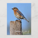 Pesquisar por bluebird cartoes postais Natureza