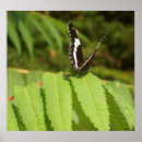 Pesquisar por borboleta preto e branco pósteres Para todos