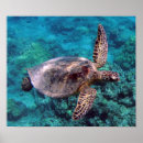Pesquisar por honu pósteres Hawaii