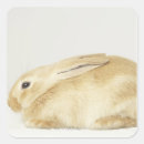 Pesquisar por fundo bege adesivos Animal