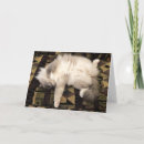 Pesquisar por gato preguiçoso cartoes Animal