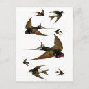 Pesquisar por andorinha vintage cartoes postais Natureza