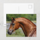 Pesquisar por cavalo árabe cartoes postais Animal