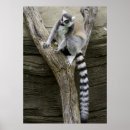 Pesquisar por lemur pôsteres pósteres Bonito