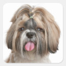 Pesquisar por do tzu shih adesivos Shihtzu