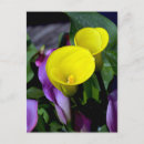 Pesquisar por calla cartoes postais Natureza