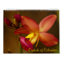 Pesquisar por imagens das orquídeas Flores