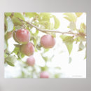 Pesquisar por árvore de maçã pôsteres pósteres Crescimento