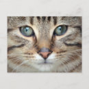 Pesquisar por gatinhos cartoes postais Bonitinho