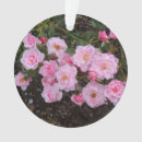 Pesquisar por aumentou ornamentos Natureza