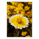 Pesquisar por wildflower do deserto cartoes postais Anza borrego