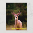 Pesquisar por veado selvagem cartoes postais Galhardetes