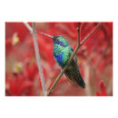 Pesquisar por do colibri fotografia Para todos