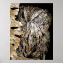 Pesquisar por olho da coruja pósteres Animais