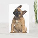 Pesquisar por french bulldog cartoes Animal