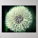 Pesquisar por dandelion pôsteres pósteres Mães